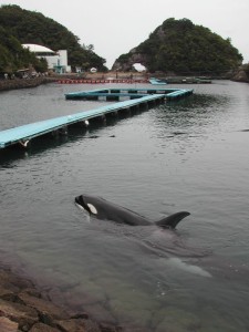 Nami in her cove in Taiji, Japan.