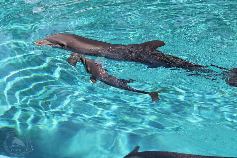 Free the Mojave Dolphins from the Mirage Las Vegas